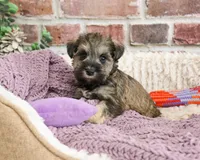 AKC Kimber, a female Miniature Schnauzer for sale in Syracuse, IN – Photo 3 of 9