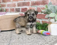 AKC Kimber, a female Miniature Schnauzer for sale in Syracuse, IN – Photo 6 of 9