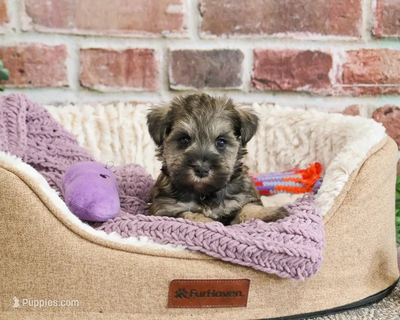 AKC Kimber – Miniature Schnauzer puppy for sale in Syracuse, IN
