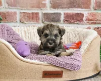 AKC Kimber, a female Miniature Schnauzer for sale in Syracuse, IN – Photo 1 of 9
