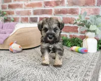 AKC Kimber, a female Miniature Schnauzer for sale in Syracuse, IN – Photo 7 of 9