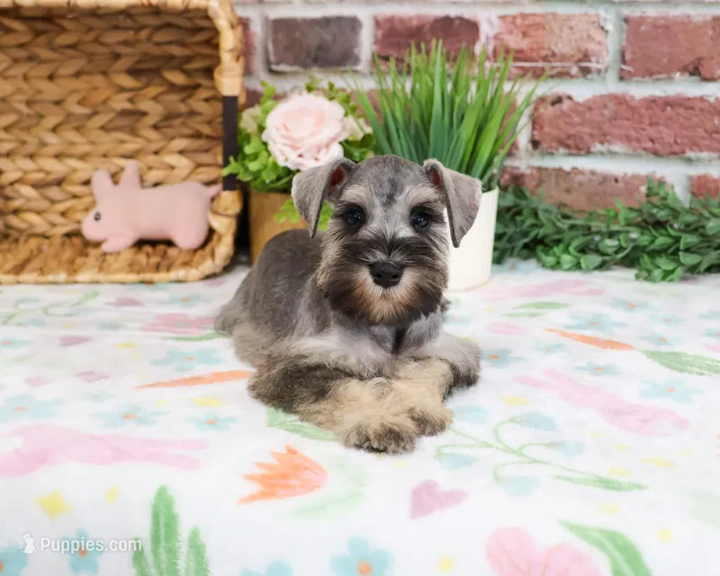 AKC Kimber – Miniature Schnauzer puppy for sale in Syracuse, IN