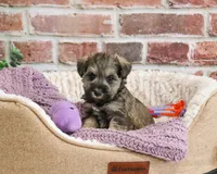 AKC Kimber, a female Miniature Schnauzer for sale in Syracuse, IN – Photo 2 of 9