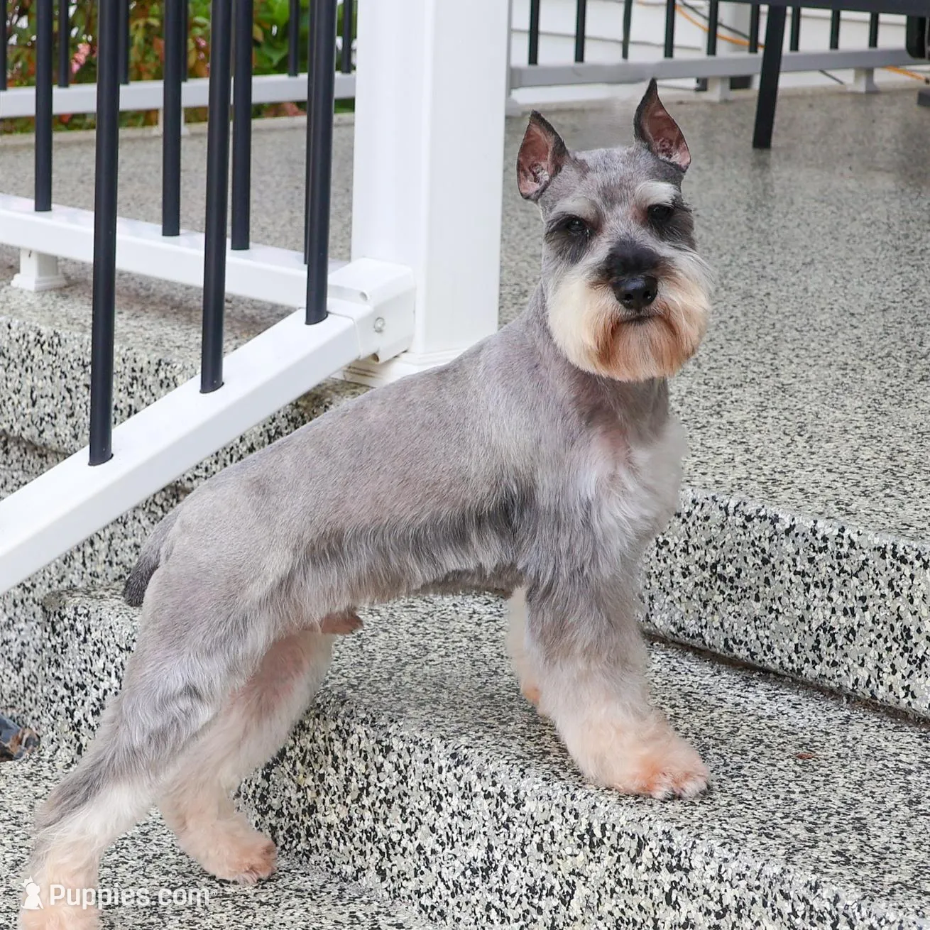 AKC Kimber, a female Miniature Schnauzer for sale in Syracuse, IN – Photo 9 of 9