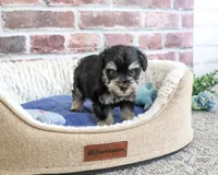 AKC Julius, a male Miniature Schnauzer for sale in Syracuse, IN – 4 of 5