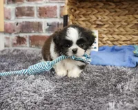 AKC Abel, a male Shih Tzu for sale in Syracuse, IN – 4 of 6