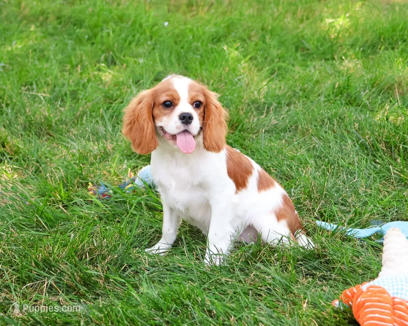 AKC Keanu  – Cavalier King Charles Spaniel puppy for sale in Syracuse, IN