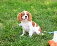AKC Keanu , a male Cavalier King Charles Spaniel for sale in Syracuse, IN – 1 of 8