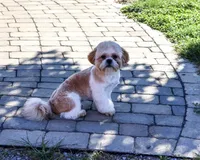 AKC Fox , a male Shih Tzu for sale in Syracuse, IN – 3 of 10