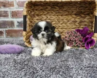 AKC Alice, a female Shih Tzu for sale in Syracuse, IN – 3 of 5