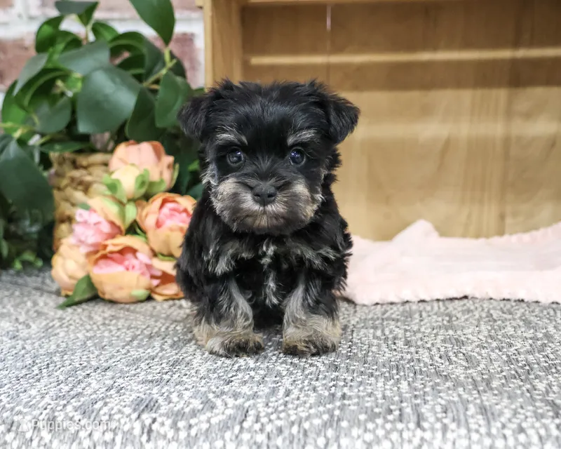 AKC Davina – Miniature Schnauzer puppy for sale in Syracuse, IN