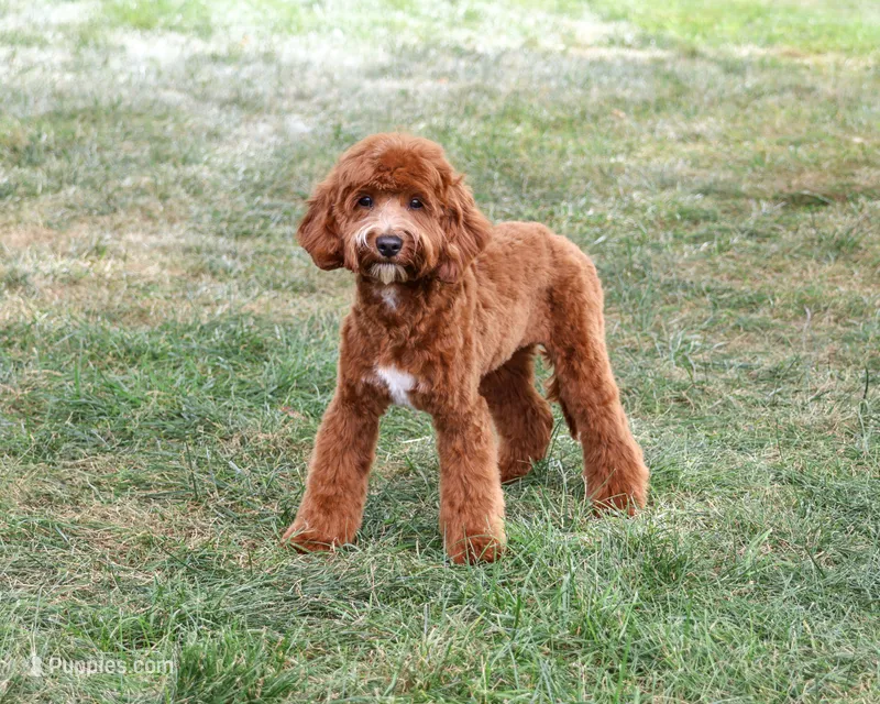 F1B Illius  – Cavapoo puppy for sale in Syracuse, IN