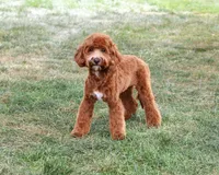 F1B Illius , a male Cavapoo for sale in Syracuse, IN – 1 of 10