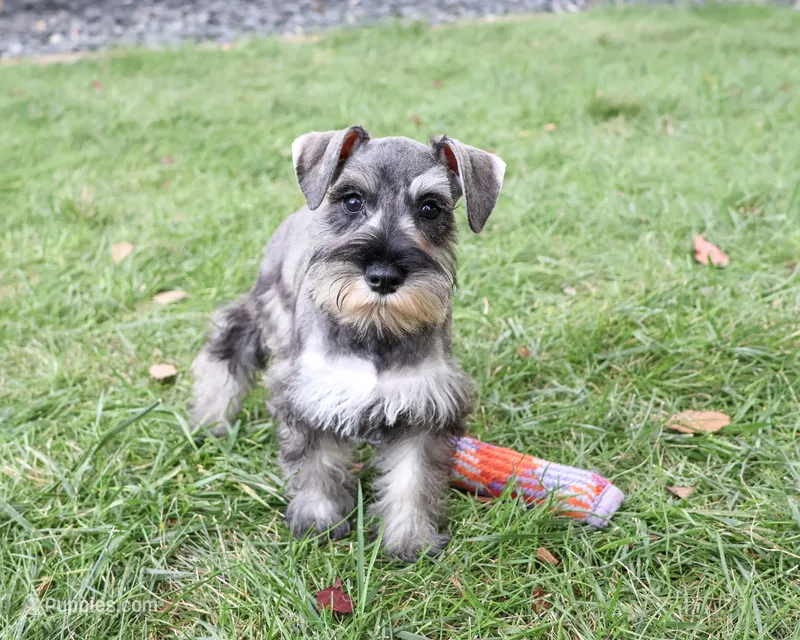 AKC Autumn – Miniature Schnauzer puppy for sale in Syracuse, IN