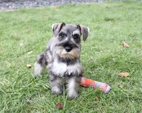 AKC Autumn, a female Miniature Schnauzer for sale in Syracuse, IN – 1 of 10