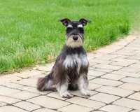 AKC Rita, a female Miniature Schnauzer for sale in Syracuse, IN – 2 of 10