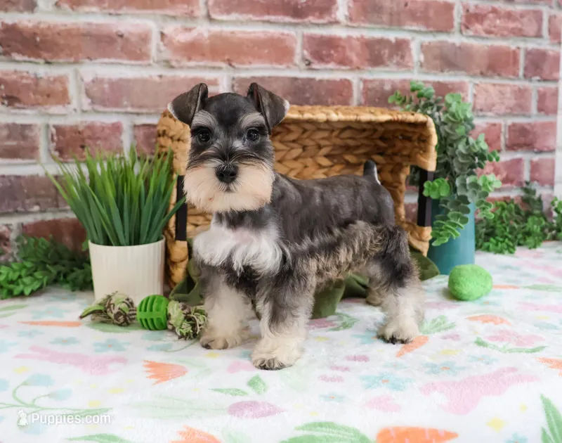 AKC Salvatore  – Miniature Schnauzer puppy for sale in Syracuse, IN