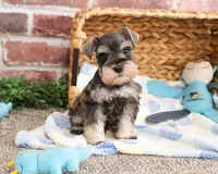 AKC Salvatore , a male Miniature Schnauzer for sale in Syracuse, IN – Photo 4 of 7