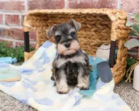AKC Salvatore , a male Miniature Schnauzer for sale in Syracuse, IN – Photo 2 of 7