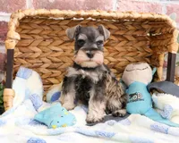 AKC Salvatore , a male Miniature Schnauzer for sale in Syracuse, IN – Photo 5 of 7
