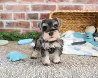 AKC Salvatore , a male Miniature Schnauzer for sale in Syracuse, IN – Photo 3 of 7