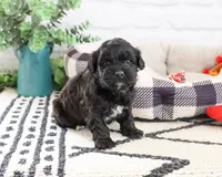 Draco , a male Shihpoo for sale in Syracuse, IN – 4 of 4