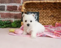 Bonnie, a female West Highland White Terrier for sale in Syracuse, IN – 4 of 6