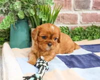 AKC Digger, a male Cavalier King Charles Spaniel for sale in Syracuse, IN – 4 of 5