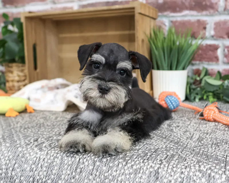 AKC Julius – Miniature Schnauzer puppy for sale in Syracuse, IN