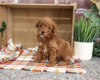 AKC Apollo, a male Poodle - Miniature  for sale in Syracuse, IN – 4 of 5