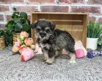 AKC Dior, a female Miniature Schnauzer for sale in Syracuse, IN – 7 of 10