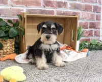 AKC Jeremy , a male Miniature Schnauzer for sale in Syracuse, IN – 3 of 10
