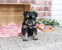 AKC Trina, a female Miniature Schnauzer for sale in Syracuse, IN – 2 of 5