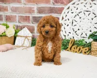 F1B Matilda , a female Cavapoo for sale in Syracuse, IN – 4 of 8