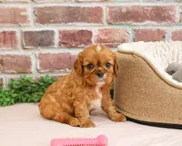 Daphne, a female Cavalier King Charles Spaniel for sale in Syracuse, IN – 4 of 5