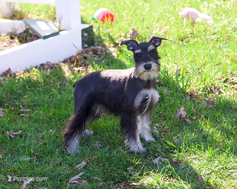 AKC Rita – Miniature Schnauzer puppy for sale in Syracuse, IN