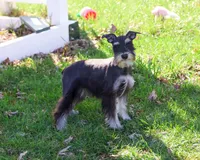AKC Rita, a female Miniature Schnauzer for sale in Syracuse, IN – Photo 1 of 10