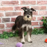 AKC Rita, a female Miniature Schnauzer for sale in Syracuse, IN – Photo 3 of 10