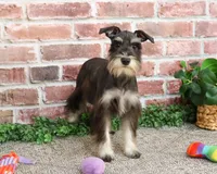 AKC Rita, a female Miniature Schnauzer for sale in Syracuse, IN – Photo 1 of 10