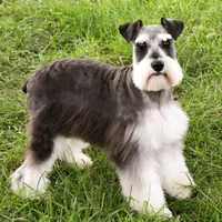AKC Rita, a female Miniature Schnauzer for sale in Syracuse, IN – Photo 9 of 10