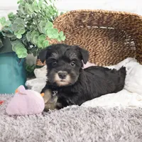 AKC Rita, a female Miniature Schnauzer for sale in Syracuse, IN – Photo 8 of 10