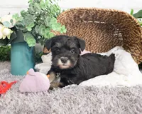 AKC Rita, a female Miniature Schnauzer for sale in Syracuse, IN – Photo 8 of 10