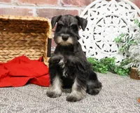 AKC Rita, a female Miniature Schnauzer for sale in Syracuse, IN – Photo 6 of 10