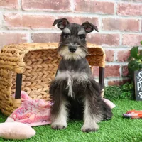 AKC Rita, a female Miniature Schnauzer for sale in Syracuse, IN – Photo 6 of 10