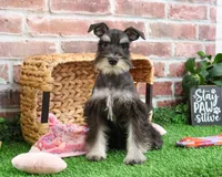 AKC Rita, a female Miniature Schnauzer for sale in Syracuse, IN – Photo 5 of 10