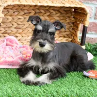 AKC Rita, a female Miniature Schnauzer for sale in Syracuse, IN – Photo 5 of 10