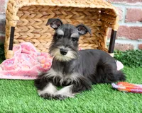 AKC Rita, a female Miniature Schnauzer for sale in Syracuse, IN – Photo 4 of 10