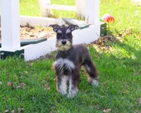 AKC Rita, a female Miniature Schnauzer for sale in Syracuse, IN – Photo 2 of 10