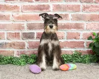 AKC Rita, a female Miniature Schnauzer for sale in Syracuse, IN – Photo 3 of 10