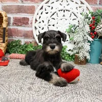 AKC Rita, a female Miniature Schnauzer for sale in Syracuse, IN – Photo 7 of 10